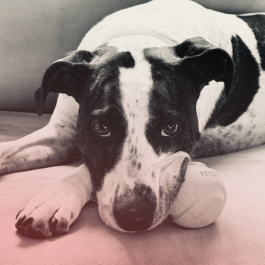 Cayenne's dog Bernice