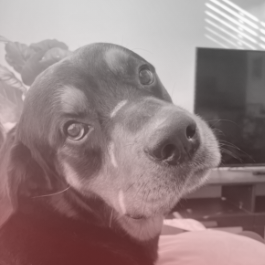 Hannah Persson, Visual Designer at Prismatic